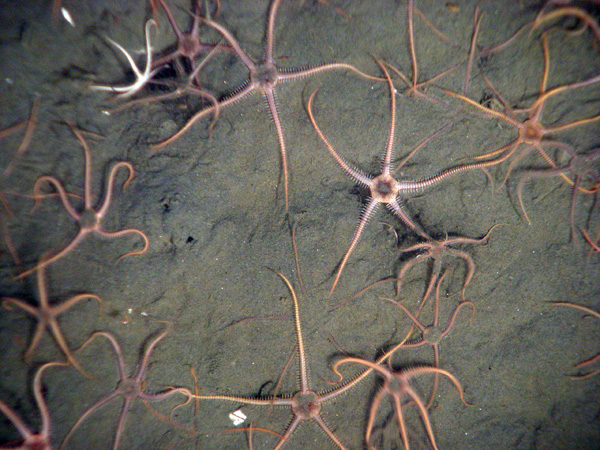 The basket star Gorgonocephalus sp. atop a boulder surrounded by a pink Stylaster sp. hydrocoral