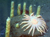 The sunflower star <em>Pycnopodia helianthoides</em>, with stacked egg cases of a whelk.