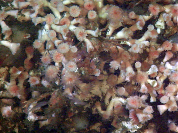 Close-up of living Lophelia pertusa patch attached to wall of the monolith.  