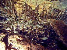 mussels and tubeworms