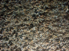 mussel carpet
