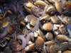 A close-up mussel aggregation with Chirodota heheva sea cucumbers.
