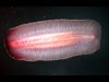 The underside of one of the most prevalent deep sea holothuriods, Benthodytes. The body of this sea cucumber is made of a transparent purple gel.