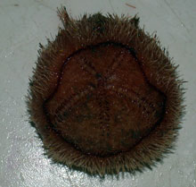 heart urchin