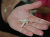 A tiny crab collected with the Bushmaster collection device. The species is found in association with tubeworm communities.