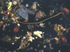 A microscopic image of various meiofauna. Red dots are copepods. Long worms are nematodes. The pink worm along the left edge is a juvenile polychaete worm.