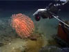 Scientist noticed a impressive sea-whip at dive site Green Canyon 852 "Coral Garden".