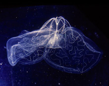 transparent lobate ctenophore