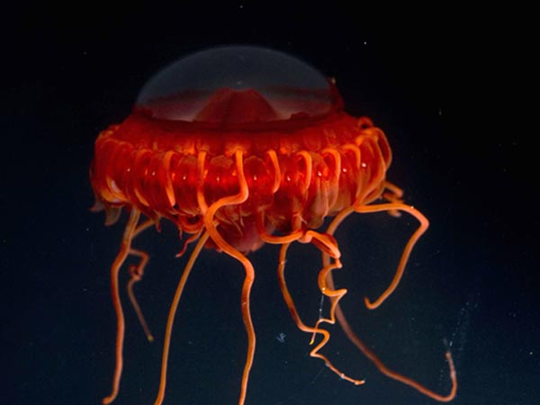 This lovely red medusa, Atolla gigantea, about 15 cm in diameter, was collected in midwater by the ROV and photographed in the bigger kreisel.