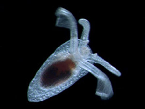 Hydromeles globulosa, a gymnosome pteropod (a type of pelagic mollusc)