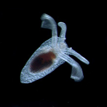 Hydromeles globulosa, a gymnosome pteropod (a type of pelagic mollusc)