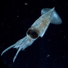 A 1-cm long larval squid