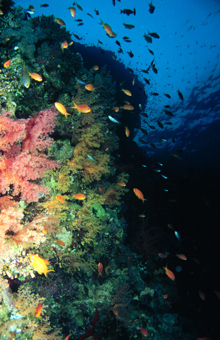 The biodiversity of vertical walls can be impressive, as this photo from the Indo-Pacific demonstrates.