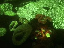Flourescent proteins in these corals have important biotechnology applications.