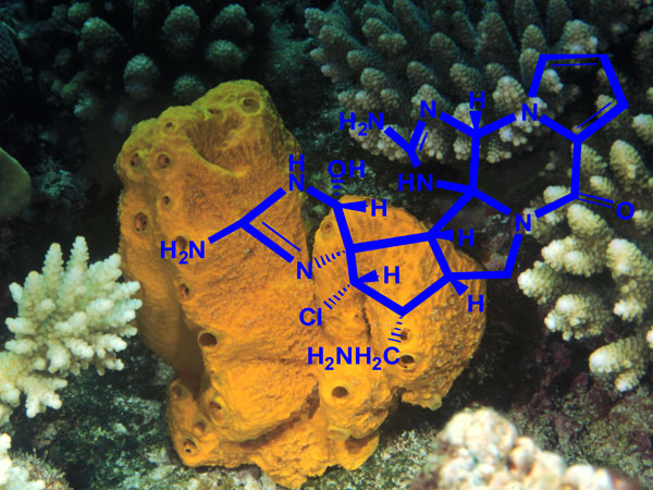 Drugs from the sea are one potential biotechnology product.