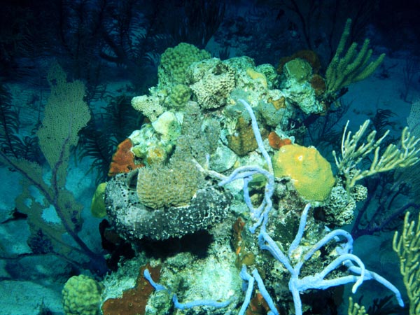 Typical sponge biodiversity of a shallow Caribbean coral reef.