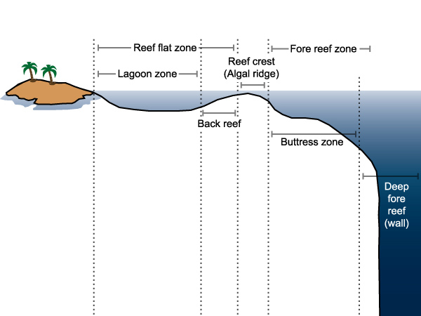 The zones profile of a typical coral reef. The deep fore-reef, or Twilight Zone [about 50-150 m], has rarely been explored.