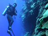 A diver explores the vertical distribution of corals on a Pacific wall.