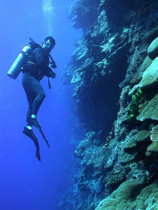 A diver explores the vertical distribution of corals on a Pacific wall.