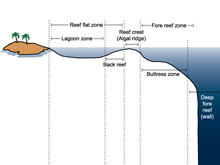 The zones profile of a typical coral reef. The deep fore-reef, or Twilight Zone [about 50-150 m], has rarely been explored.