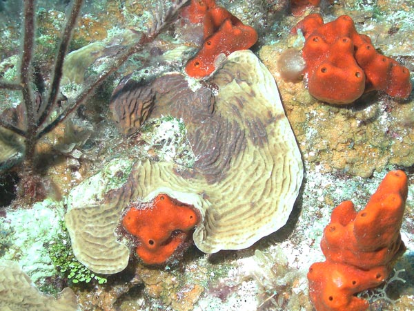 This lettuce coral (Agaricia sp.) is one of the most common corals on the reefs of Little Cayman.