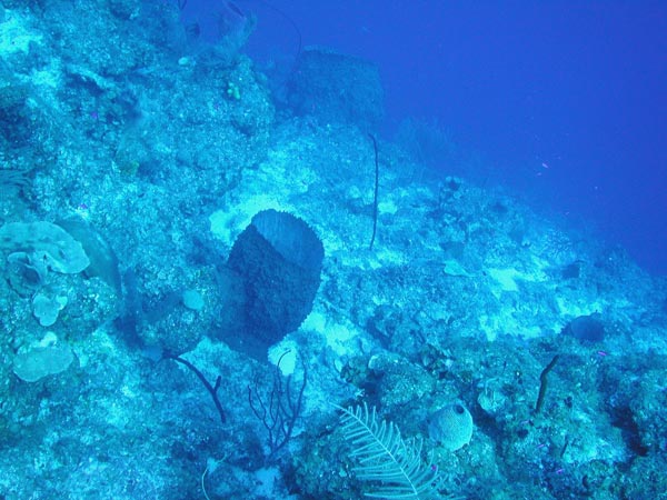 At the edge of the dropoff we find a diversity of sponges and hard and soft corals.