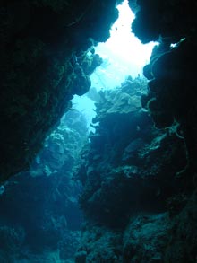 Outcroppings serve as homes for many species, including corals, fishes and sponges.