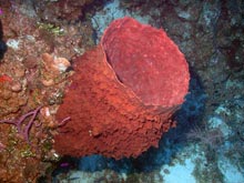 Xestospongia muta, the barrel sponge, may live for 100 years and grow to over 6 ft tall.