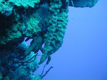 This brown sponge (Agelas conifera) is common on both shallow and deep Caribbean reefs, but grows to enormous proportions on deeper reefs where it can form long creeping arms extending into the depths.