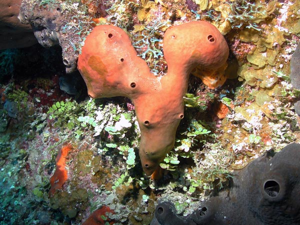 The liver sponge, Plakortis sp., produces a series of important chemical compounds that deter predators and have biomedical antimicrobial activity.