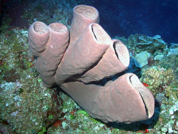Agelas conifera is a common sponge of the Caribbean over a broad depth gradient.