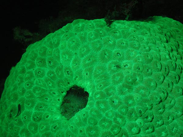Montastrea cavernosa exhibiting green fluorescence only.