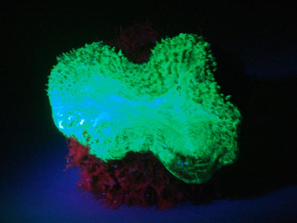 Mussa angulosa, a single polyp, is showing green fluorescence.