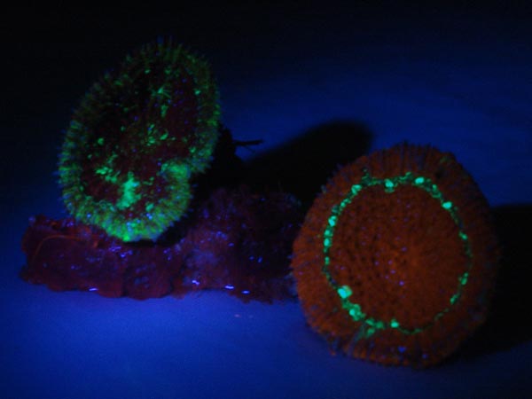 Examples of solitary coral, scolymia cubensis, found at a depth of 150 feet.