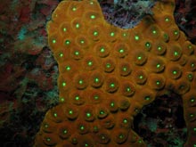 Monsatrea cavernosa exhibiting orange fluorescence and green fluorescence in the mouth of the polyps.