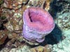 A vase sponge does not host a microbial community, unlike what is found in the surrounding water column.