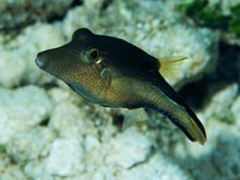 The sharpnose puffer fish, Canthigaster rostrata, our model 'lab rat' for predator deterrence assays in the laboratory.