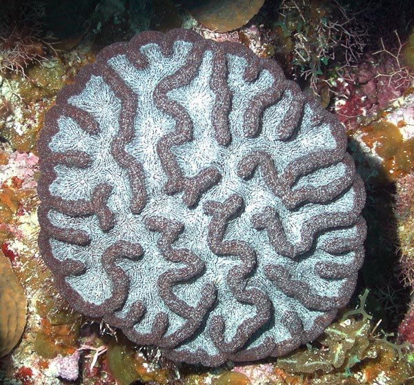 One of the more common deep reef corals on the Little Cayman walls are Mycetophyllia spp.