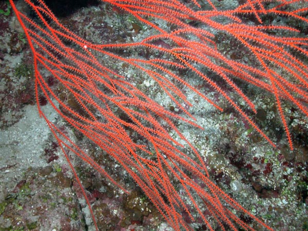 Several species of gorgonian octocorals occur on deep reefs.