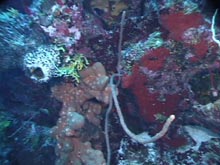 A typical deep sponge community. This image illustrates Zonation below 200 feet over 60 percent sponge cover and significant sponge biomass.