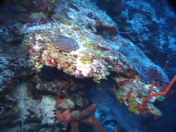 In this image we can see Zonation above 200 feet approximately 10-20% sponge coverage. In addition on top of the overhang you can still see plating coral that accounts for 10% coverage.