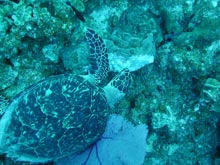 This is a picture of a Hawksbill turtle feeding on a sponge.