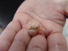 This is a picture of a hermit crab found at the steps of the Little Cayman Research Center. 