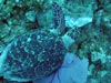 This is a picture of a Hawksbill turtle feeding on a sponge.