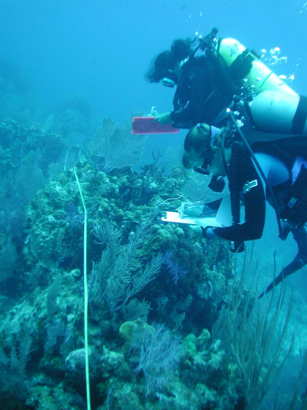 Scientist conducting a site survey on the abundance and location of marine life, sponges, and corals at a depth of 40 feet.