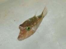 This image shows a sharpnosed puffer fish.