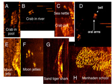Examples of organisms imaged by high frequency side scan sonar.