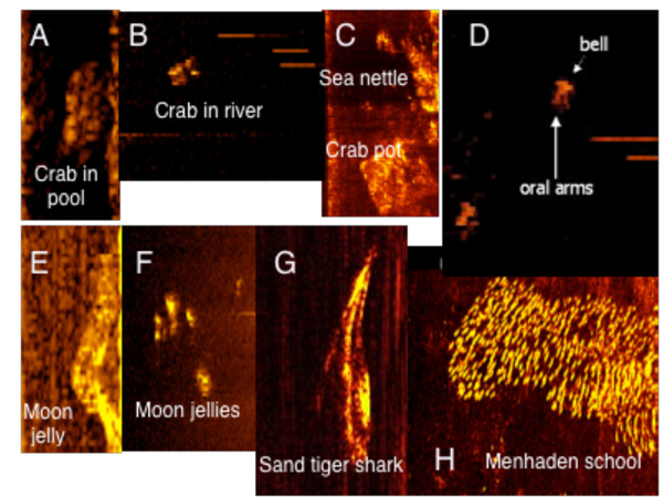  Examples of organisms imaged by high frequency side scan sonar