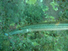 A stealthy predator, the trumpetfish likes to imitate sea whips and hide next to other fishes like parrotfish and jacks.