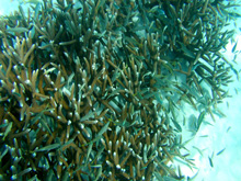 The staghorn coral